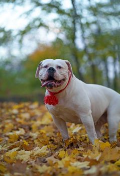 dog in autumn park. Funny happy cute dog breed american bulldog runs smiling in the fallen leaves.