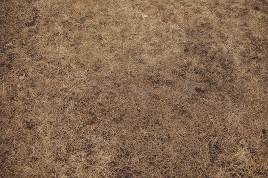 Dry grass in the pasture trampled by cattle in early spring