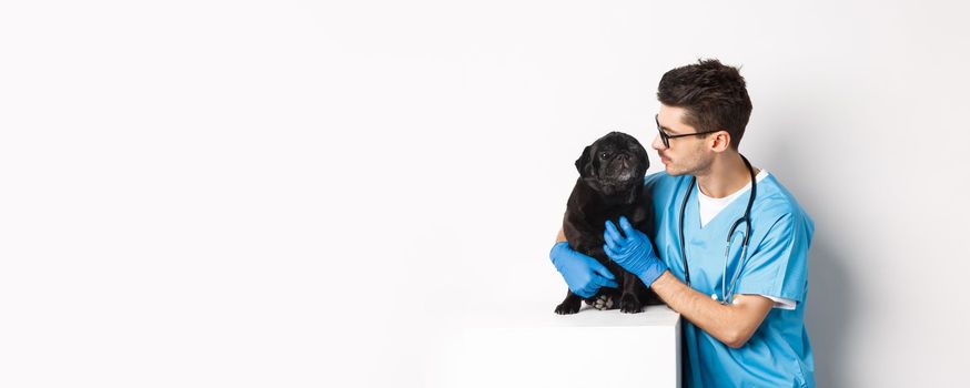 Handsome young veterinarian doctor scratching cute black pug, pet a dog, standing in scrubs over white background.