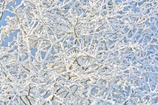 Texture background of tree branches in snow.