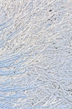 Texture background of tree branches in snow.