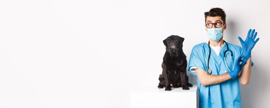 Cheerful doctor veterinarian wearing rubber gloves and medical mask, examining cute black pug dog, standing over white background.