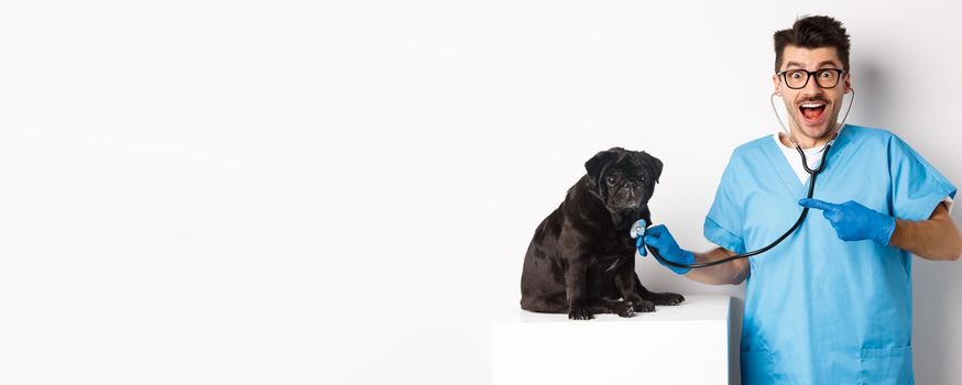 Handsome veterinarian at vet clinic examining cute black pug dog, pointing finger at pet during check-up with stethoscope, white background.