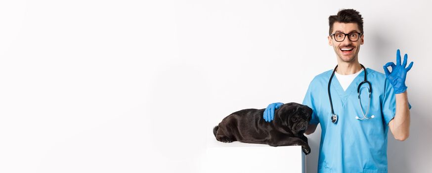 Happy male doctor veterinarian examining cute black dog pug, showing okay sign in approval, satisfied with animal health, standing over white background.