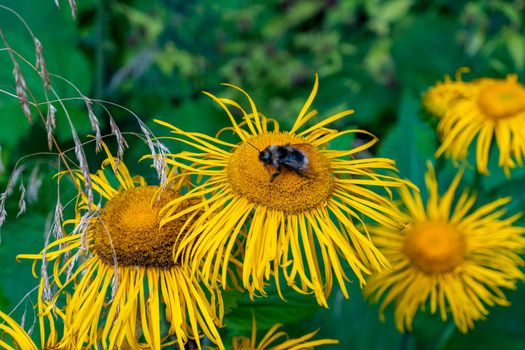 bumblebee collecting nectar from a beautiful flower. High quality photo