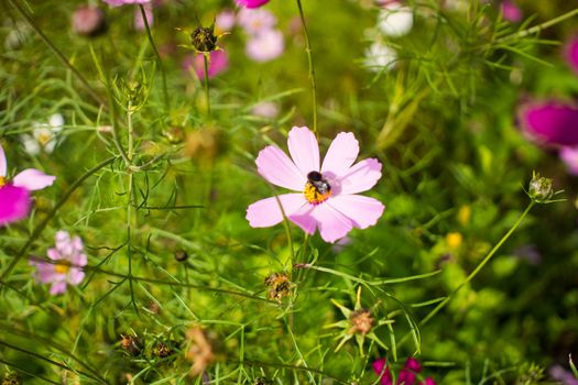 young bumblebee bathing in the pollen of a pink daisies flower on a flowerbed against a background of green leaves