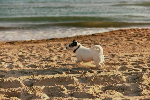 a small, cute, bright dog runs in the summer to the sea during sunset. High quality photo