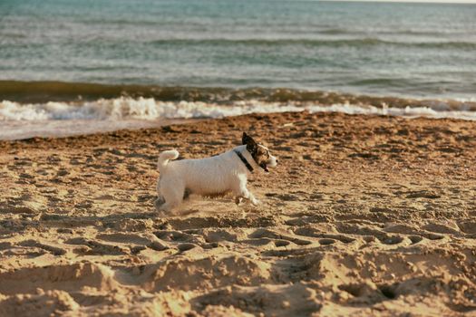 a small, cute, bright dog runs in the summer along the beach in the rays of the bright sun. High quality photo