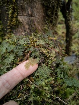 Fingers and crystal Fern Close-Up, Jungle Flora