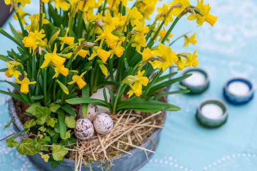 Daffodils with bulbs in a large pot with eggs for Easter