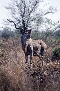 Kudu (Tragelaphus strepsiceros), Kruger National Park, Mpumalanga, South Africa