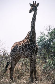 Giraffe (Giraffa camelopardalis), Kruger National Park, Mpumalanga, South Africa