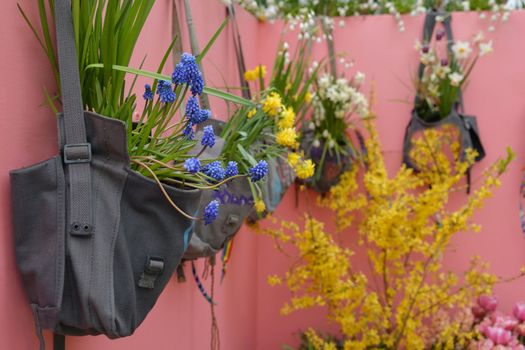Muscari hang on the wall in a vintage bag