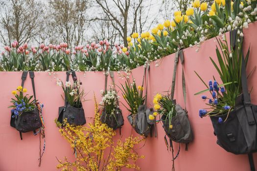 Muscari hang on the wall in a vintage bag