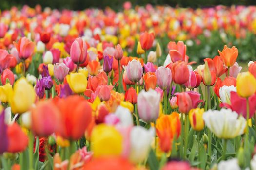 Multicolored tulip background in a park of Holland