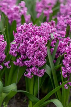 Pink hyacinths field Spring background Netherlands.