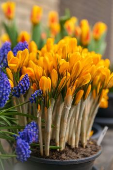 Yellow crocuses and muscari first spring flowers