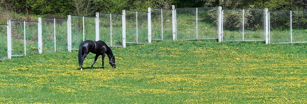 black horse walks in a paddock in spring on a green field