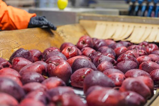 quality control of apples on the automatic feeding line