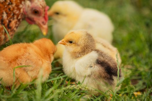 chickens with their mother walk on the grass, close-up