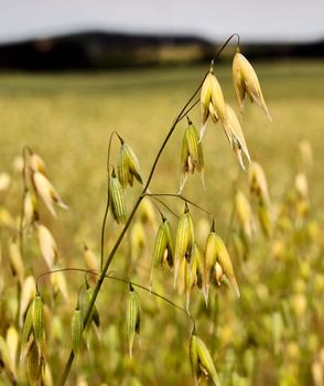 Oats young green macro. Plantation of oats in the field - crop agricultural industry.