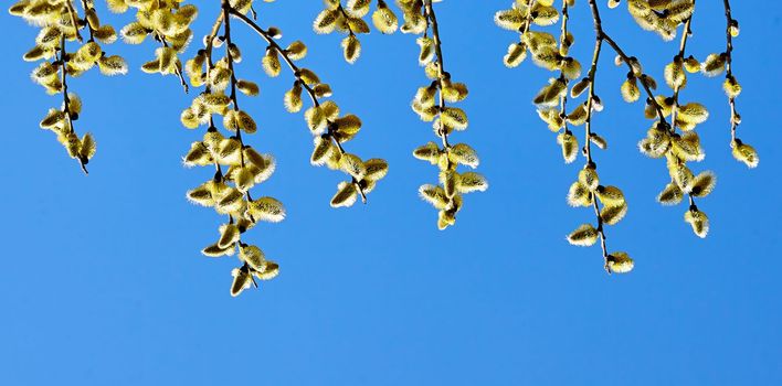 Goat willow, willow, blooms in spring on a clear day against the background of the sky.