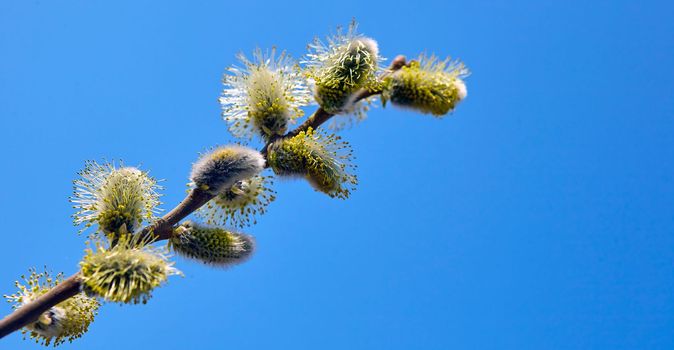 Goat willow, willow, blooms in spring on a clear day against the background of the sky.