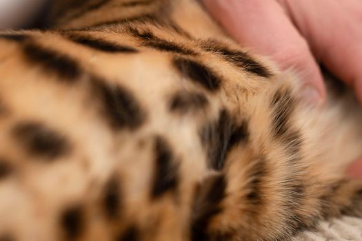 Leopard background. The body of a red spotted animal and a human hand. Wool. Part of the body of a purebred domestic Bengal cat. Close-up. Texture. Concept. Ukraine
