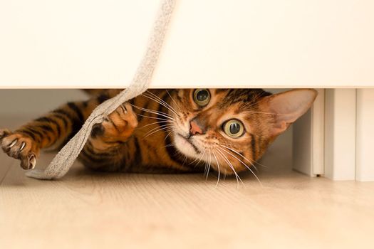 Animal. A beautiful red leopard muzzle of a Bengal cat looks out from under the door and plays with a rope with paws with claws. Close-up.
