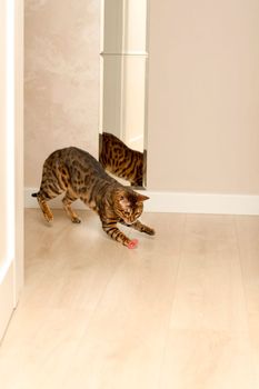 Animal. Beautiful red leopard bengal cat plays with rubber bands in the home interior. Beige background. Concept. freetheleopards