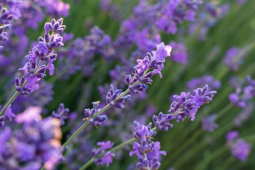 Field of lavender flower closeup on blurred background. Travel concept, aromatherapy