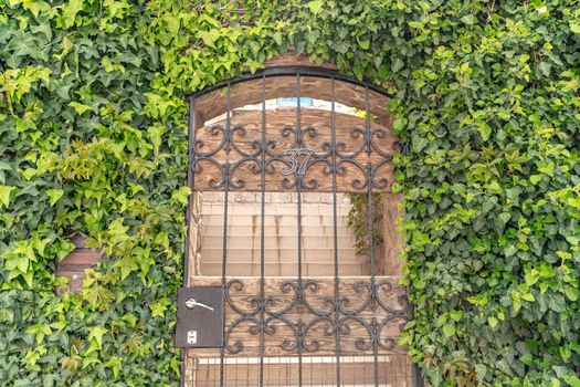 Castle gate arch with ivy. The arch of the castle gate is covered with green ivy. The entrance to the house is with iron bars and a brick wall covered with green ivy