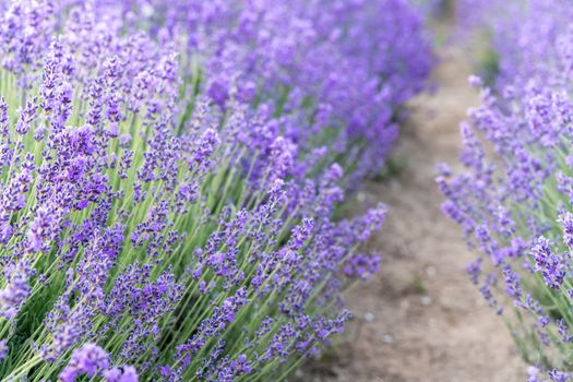 Lavender flower field, Blooming purple fragrant lavender flowers. Growing lavender swaying in the wind, harvesting, perfume ingredient, aromatherapy.