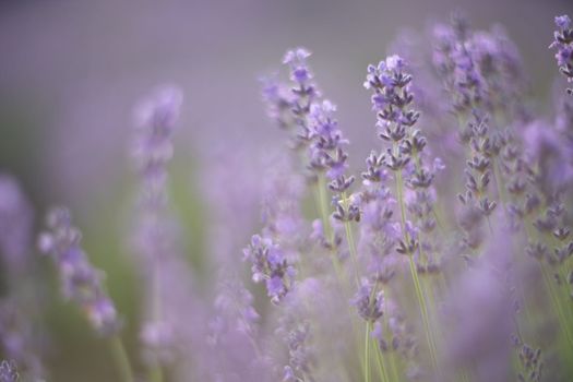 In a blur of Lavender flower field, Blooming purple fragrant lavender flowers. Growing lavender swaying in the wind, harvesting, perfume ingredient, aromatherapy.