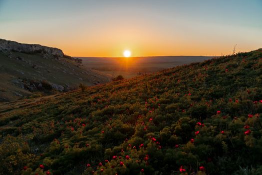 Wild peony is thin leaved Paeonia tenuifolia, in its natural environment against the sunset. Bright decorative flower, popular in garden landscape design selective focus.