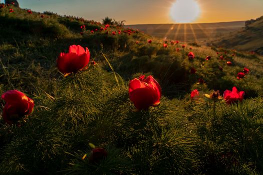 Wild peony is thin leaved Paeonia tenuifolia, in its natural environment against the sunset. Bright decorative flower, popular in garden landscape design selective focus.