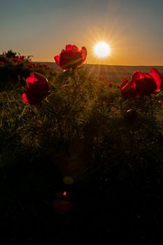 Wild peony is thin leaved Paeonia tenuifolia, in its natural environment against the sunset. Bright decorative flower, popular in garden landscape design selective focus.