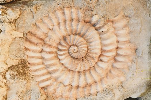 The ammonite prehistoric fossil on the surface of the stone