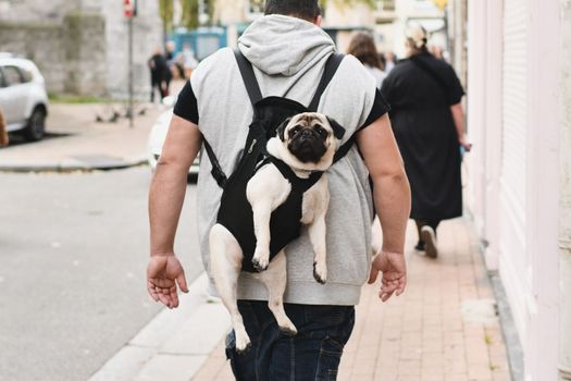 Pug in a carrier behind the owner