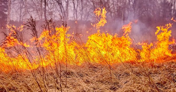 Burning old dry grass in garden. Flaming dry grass on a field. Forest fire. Stubble field is burned by farmer. Fire in the Field.