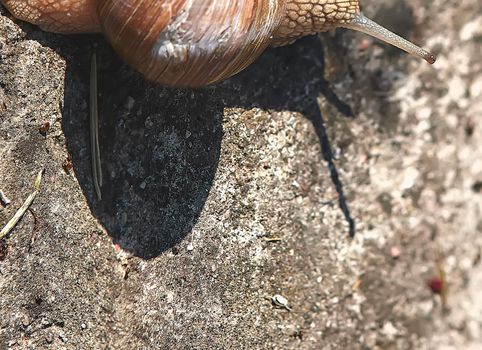 Grape snail crawls on the ground in the grass. The shadow of a snail on the sand.