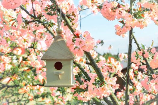 Birdhouse with blossom cherry white flowers sakura