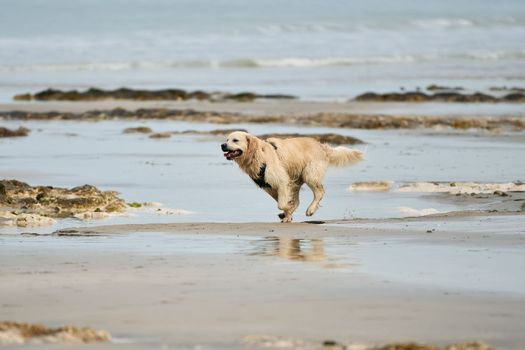 Golden retriever runs wet on the coast