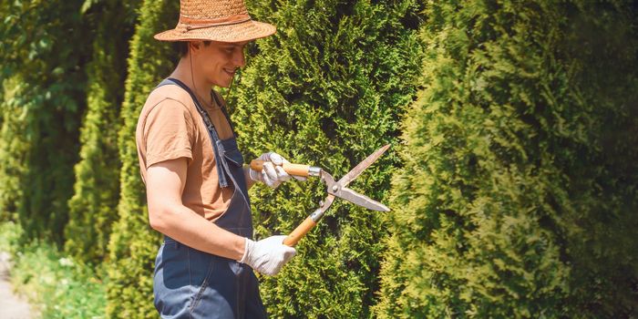 A young man in a straw hat and hands in gloves is trimming bushes in his garden with a big secateur. A professional gardener is cutting a thuja tree for a better shape
