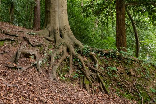 Big tree root ivy in a forest