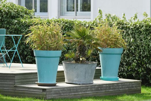 Large pots with plant in the garden