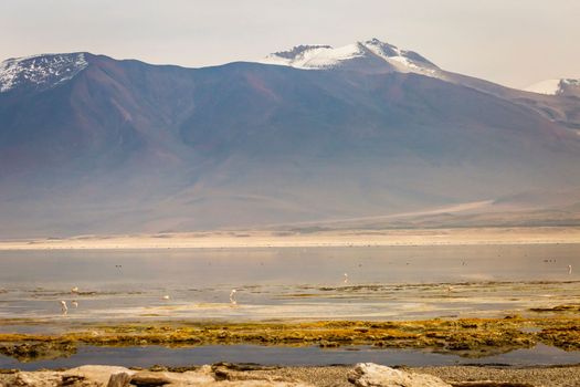 Laguna colorada, Red lake, with Andean Flamingos and Idyllic Altiplano Atacama Desert, Volcanic landscape, Potosi, Bolivian Andes, Bolivia