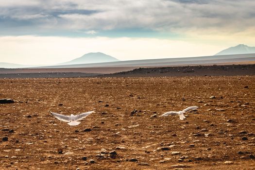 Volcanic landscape in Bolivian andes altiplano near Chilean atacama border, South America