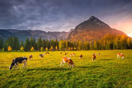Cows and idyllic Karwendel alps at autumn, tyrol and bavarian alps border, Austria