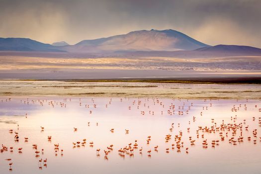 Laguna colorada, Red lake, with Andean Flamingos and Idyllic Altiplano Atacama Desert, Volcanic landscape, Potosi, Bolivian Andes, Bolivia